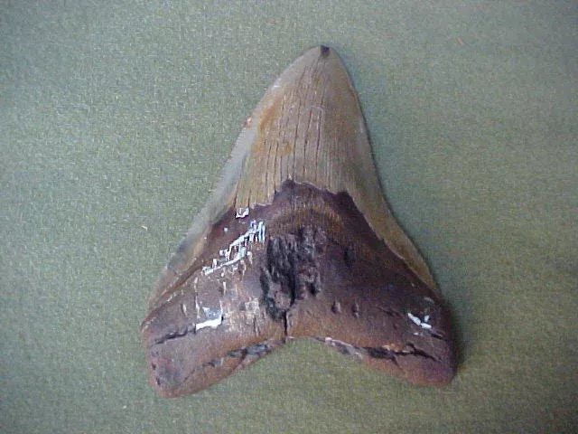 5.5 INCH Fossil Prehistoric Great White Shark Tooth CARCHARODON MEGALODON, #359 Sharks Teeth
